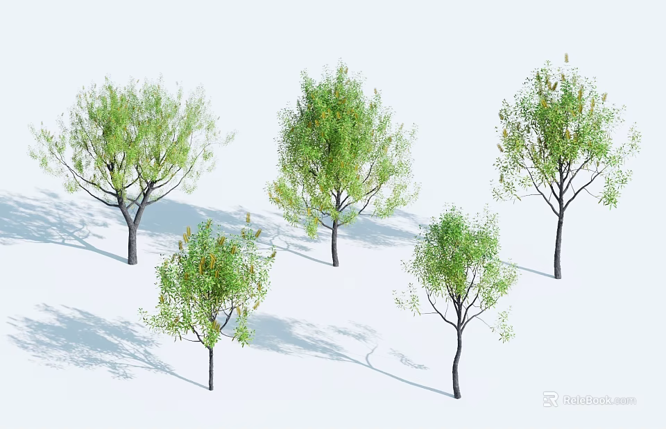 Five Trees With Different Shapes Green Leaves White Background And Shadows 3d model