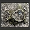 Natural Tree Stump With Green Moss And Fallen Leaves In Outdoor Scene