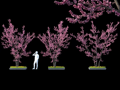 Pink Flowering Trees In Outdoor Landscape With Green Grass And Standing Person 3d model