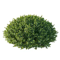 Lush Green Well Trimmed Round Evergreen Shrubs For Garden Landscaping And Outdoor Design