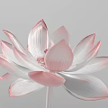 Transparent Pink White Gradient Lotus Flower With Textured Petals On Grey Background