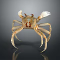 Light Brown Crab With White Claws And Long Legs On Dark Reflective Background