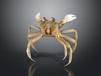 Light Brown Crab With White Claws And Long Legs On Dark Reflective Background 3d model
