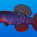 Vibrant Red And Purple Aquatic Fish With Spotted Dorsal Fin Large Eyes And Blue Background
