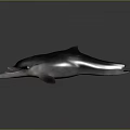 Spotting Dolphin Cartoon Dolphin Animation Dolphin Animation Dolphin Animation Character Game Character 3d model