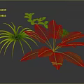 Three Different Green Plants With Slender Yellow Edged Leaves Feathery Fronds And Small Green Leaflets