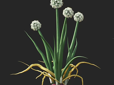 Beautiful White Spherical Flowers With Green Stems And Yellow Roots 3d model