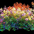 Vibrant Flowering Bush With Purple Yellow Orange Flowers And Green Leaves
