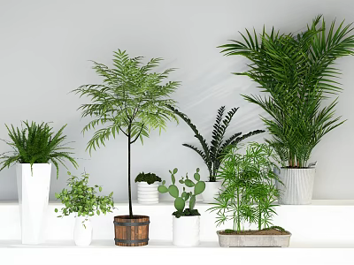 Indoor Potted Plants Various Fern Palm Bamboo Cactus In Ceramic Pots Wooden Bucket On Shelves 3d model