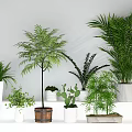 Indoor Potted Plants Various Fern Palm Bamboo Cactus In Ceramic Pots Wooden Bucket On Shelves