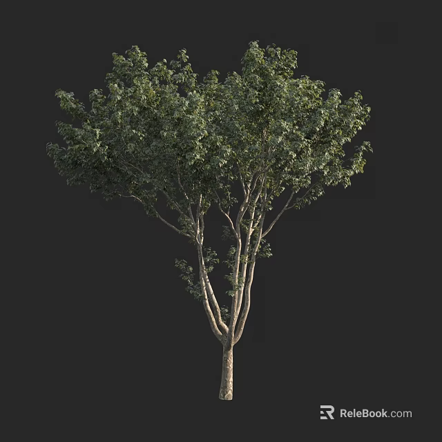Lush Green Tree With Dense Foliage And Slender Branched Trunk 3d model