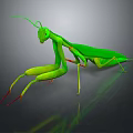 Detailed Green Mantis With Long Legs Antennae And Reflection On Dark Background