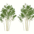 Bamboo Plants with Green Leaves and Tall Stems in Natural Setting with Shadows