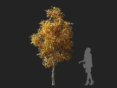 Standing Tall Arbor With Golden Yellow Leaves And Person Silhouette 3d model