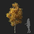Standing Tall Arbor With Golden Yellow Leaves And Person Silhouette