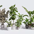 Variety of Green Potted Plants with Different Leaf Shapes and Decorative Pots
