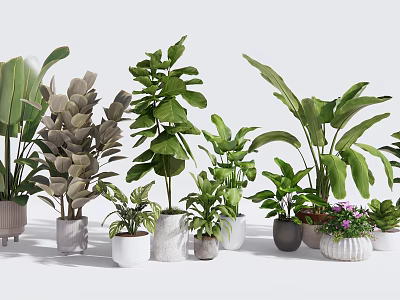 Variety of Green Potted Plants with Different Leaf Shapes and Decorative Pots 3d model