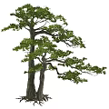 Tall Arbor Featuring Dual Thick Trunks And Lush Green Foliage With Intertwined Roots