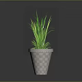 Decorative Green Potted Plant With Long Leaves In Checkered Pattern Pot