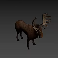 Realistic Moose With Large Antlers Brown Body Standing On Light Background