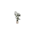 Bonsai Potted Plants With Green Leaves And Slender Stems In White Pots