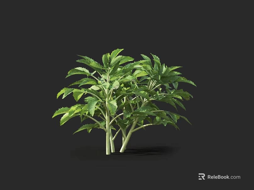 Healthy Green Leafy Crop Plant with Multiple Branches and Lush Green Leaves 3d model 