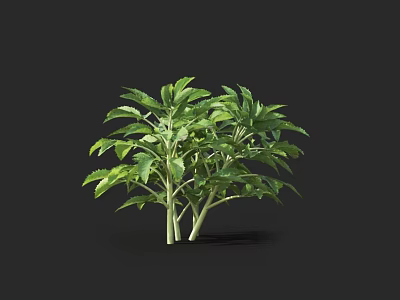 Healthy Green Leafy Crop Plant with Multiple Branches and Lush Green Leaves 3d model