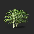 Healthy Green Leafy Crop Plant with Multiple Branches and Lush Green Leaves