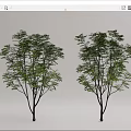 Modern Tree Landscape Tree 3d model