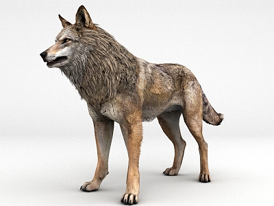 wolf four-legged wild animal wolves 3d model