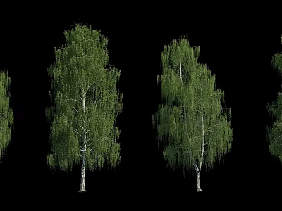 Tall Birch Trees With Green Leaves White Trunks And Weeping Branches 3d model