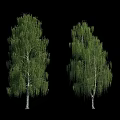 Tall Birch Trees With Green Leaves White Trunks And Weeping Branches