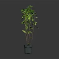 Tall Green Potted Plant with Slender Stems and Lush Green Leaves in Gray Pot