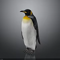 King Penguin With Yellow Neck Black Back And White Belly Standing On Gray Background