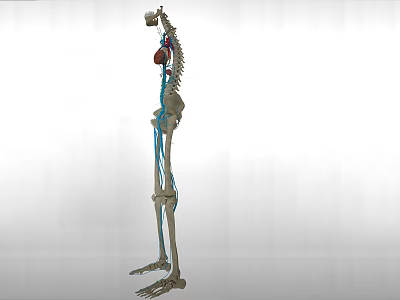 Human Skeleton Anatomical Model Showing Detailed Upper and Lower Limb Bone Structure 3d model