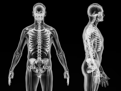 modern light human skeleton 3d model modern light human skeleton 3d model