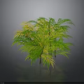 Lush Tropical Shrub Plant With Green And Yellow Foliage Against Gray Background