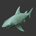 Turquoise 3D Shark Model With Smooth Surface On Black Reflective Base
