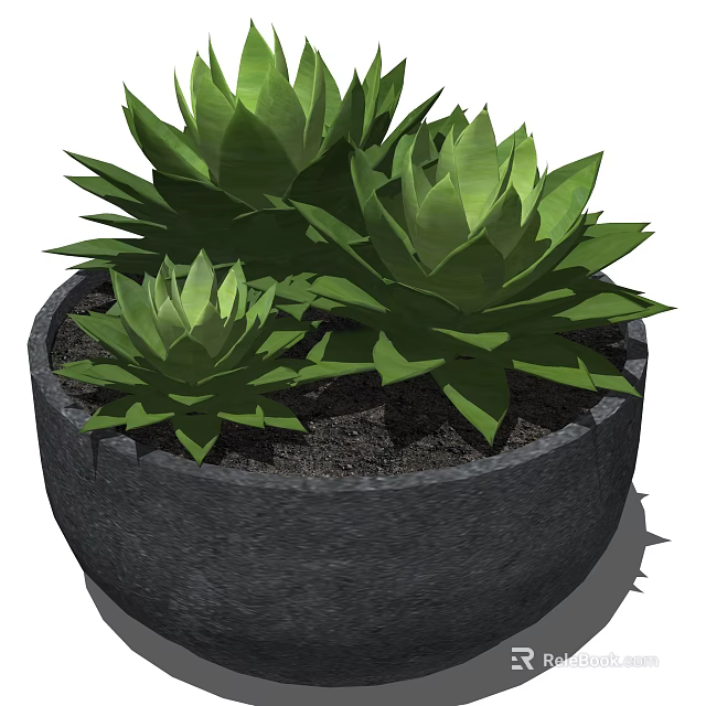 Green Succulent Potted Plants With Lush Leaves In Dark Stone Pot 3d model 