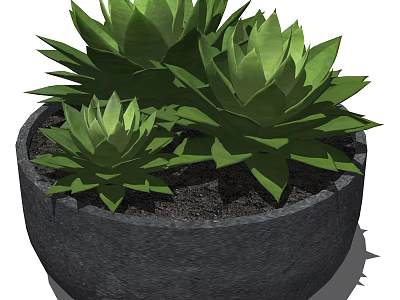 Green Succulent Potted Plants With Lush Leaves In Dark Stone Pot 3d model