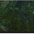Lush Green Forest Landscape With Tall Trees Grasses Fallen Trunk And Rocks