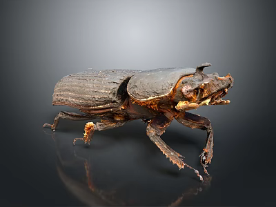 Dark Brown Shiny Beetle With Horned Head And Detailed Legs On Gradient Background With Reflection 3d model
