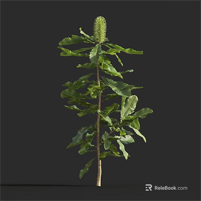 Lush Green Tree With Strong Straight Trunk And Dense Foliage 3d model