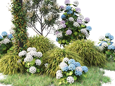 Beautiful Garden Shrubs With Blue And White Hydrangea Flowers Surrounded By Green Herbaceous Plants 3d model