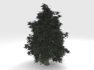 Lush Green Pine Tree With Dense Foliage And Straight Trunk In White Background 3d model