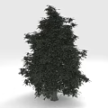 Lush Green Pine Tree With Dense Foliage And Straight Trunk In White Background
