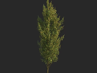 Tall Arbor With Lush Green Foliage And Brown Trunk In Natural Scene 3d model