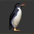 Adorable Standing Penguin with Black White Plumage Blue Wings Orange Beak and Yellow Feet