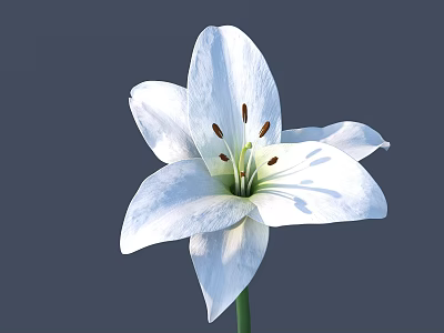 White Lily With Six Petals Brown Stamens Green Stem On Gray Background 3d model
