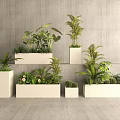 Modern Interior With White Planters And Various Green Bonsai Plants Arranged In Different Heights